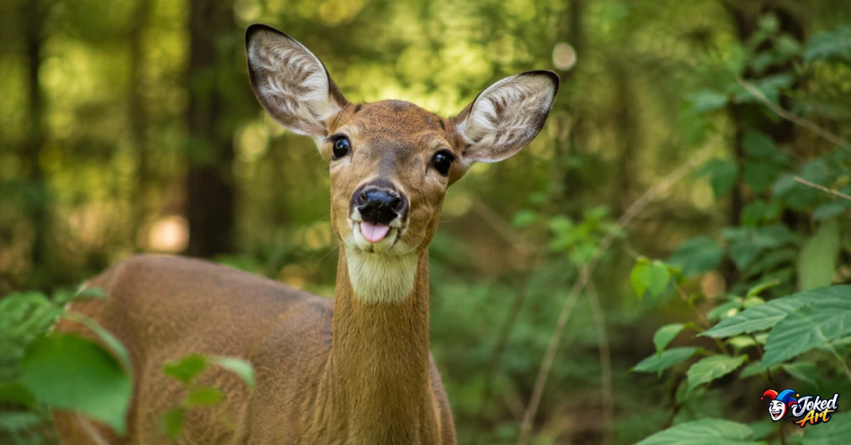 Curious white-tailed deer standing among woodland foliage